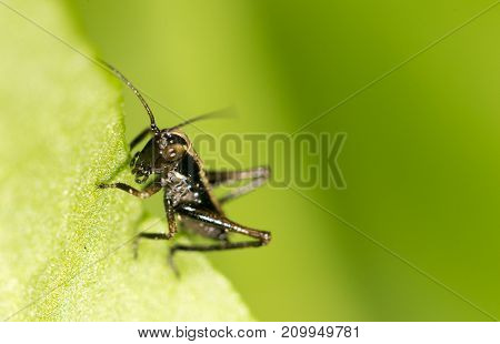 small grasshopper on a green leaf. close-up