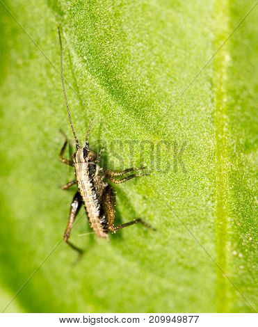 small grasshopper on a green leaf. close-up