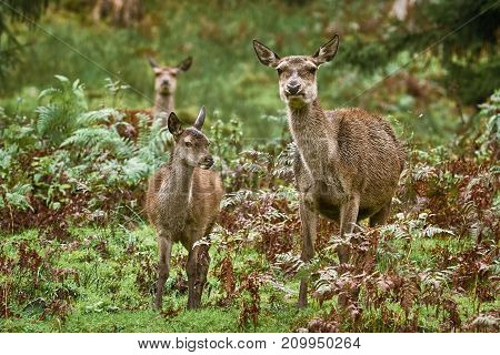 Deers In The Forest