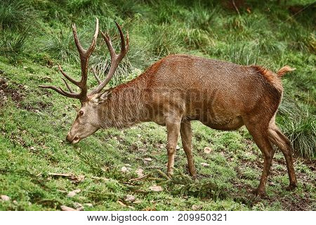 Deer Grazing On The Grass