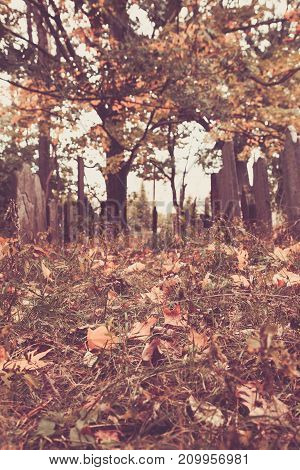 Old Tombstones In Cemetery