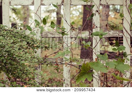 Old Tombstones In Cemetery