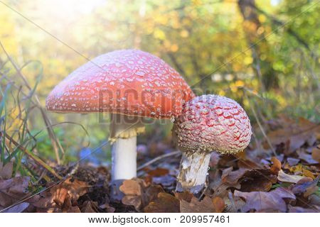Amanita in the autumn forest with sunny hotspot , mushrooms, wildlife