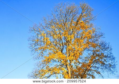 tree with yellow leaves on the background of the sky , bright colors, wildlife