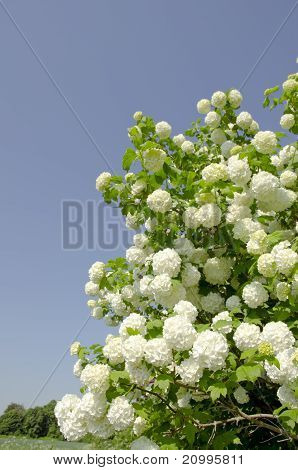Viburnum. Snebold blomstrer.