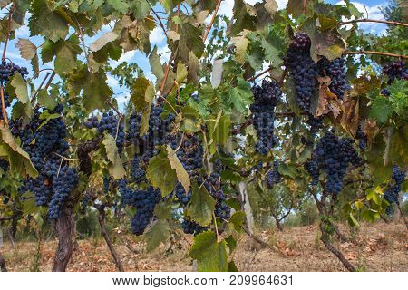 Red Grape Fruit On A Vine In A Vineyard, Nature Background