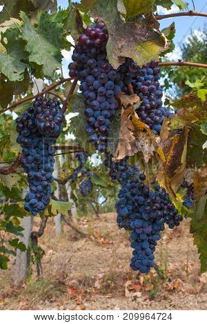 Red Grape Fruit On A Vine In A Vineyard, Nature Background