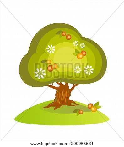 Picking apples. Blooming apple tree and fallen apples. Vector EPS 10, cmyk