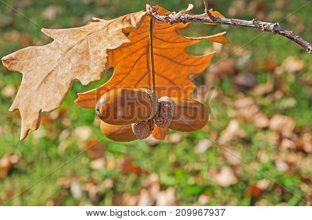Oak twig with dry leaves and ripened acorns on a sunny autumn day