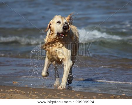 Golden Retriever