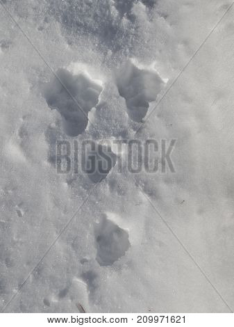 Traces from the Hare, Lepus timidus, in the snow in Norway