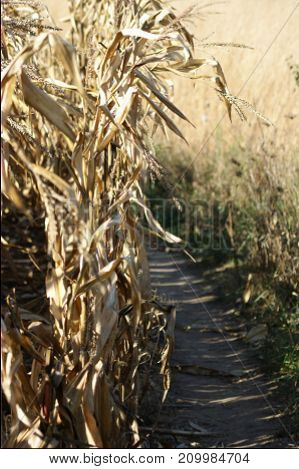 hiking in corn field on a sunny day