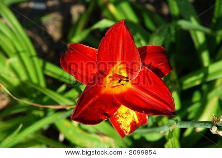 Lilly 