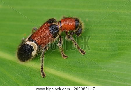 macro image of a hairy Checkered Beetle
