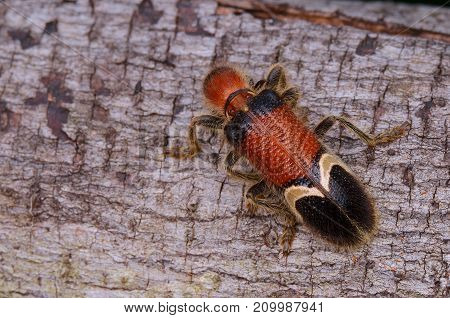 macro image of a hairy Checkered Beetle