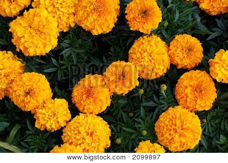 Oranje Tagetes In acht vorm