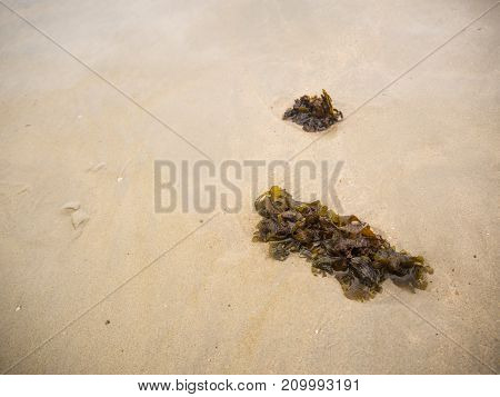 Green Seaweed On A Beach And Sea