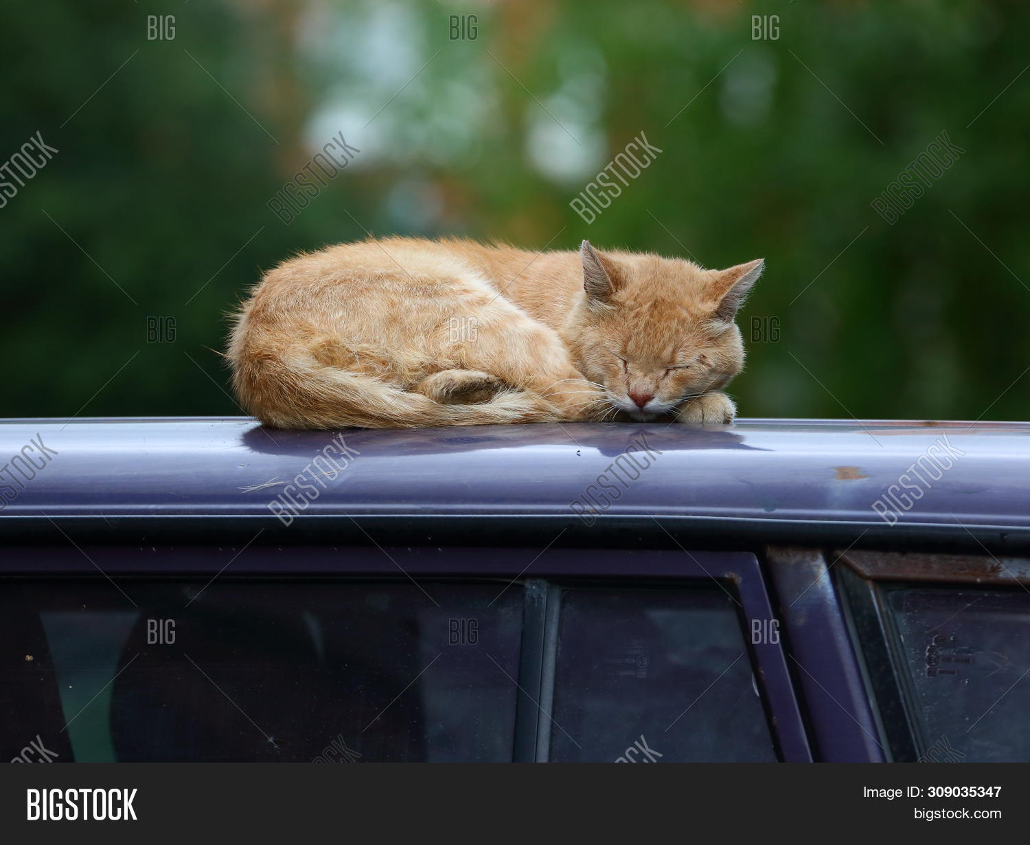 Red Cat Sleeping On Image & Photo (Free Trial) Bigstock
