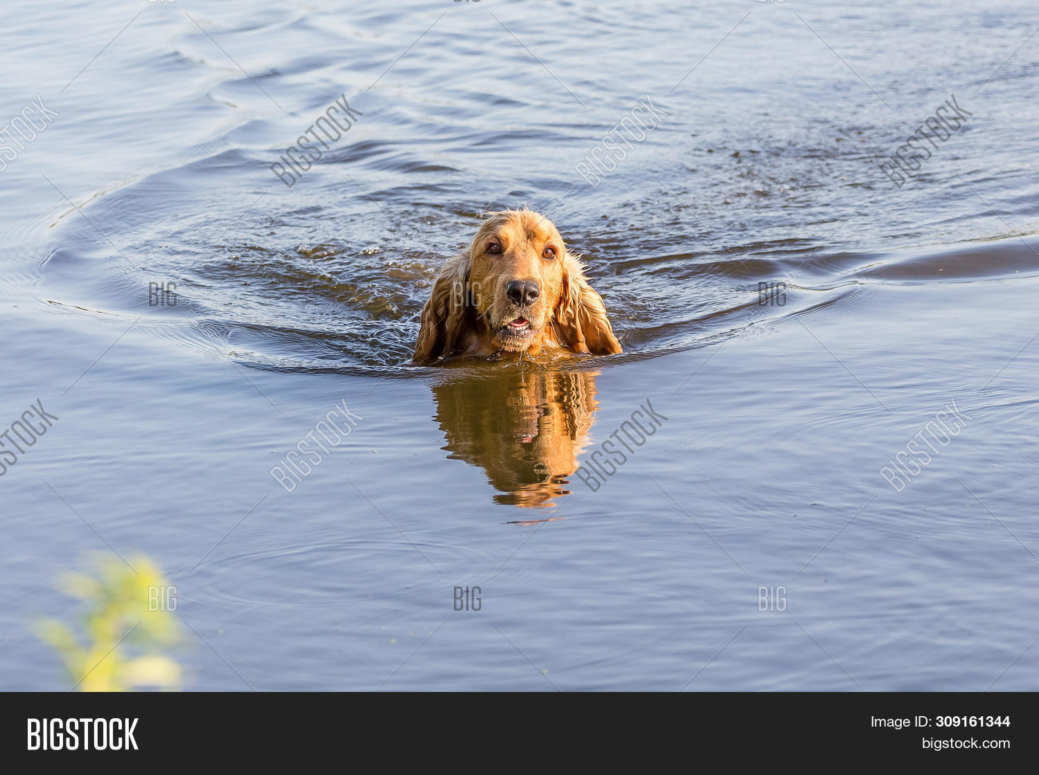 собрание животных у воды. собака в воде. английский кокер спаниель на охоте. мокрый кокер спаниель. собака плавает.