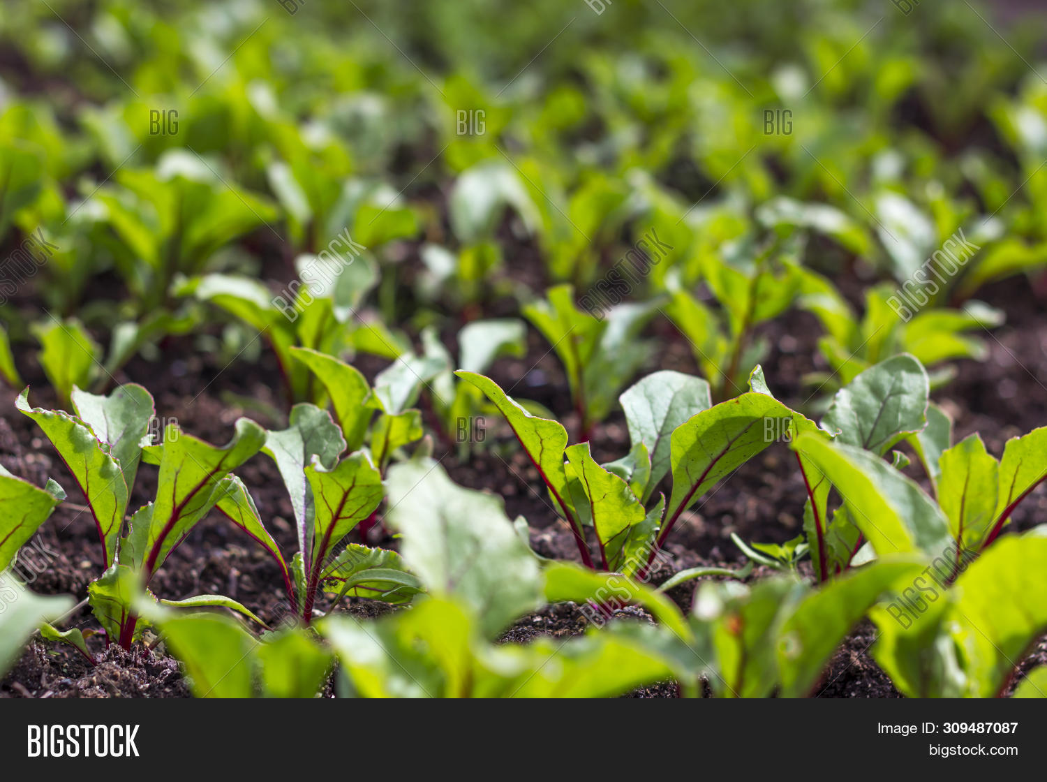Young Beet Sprouts. Image & Photo (Free Trial) Bigstock