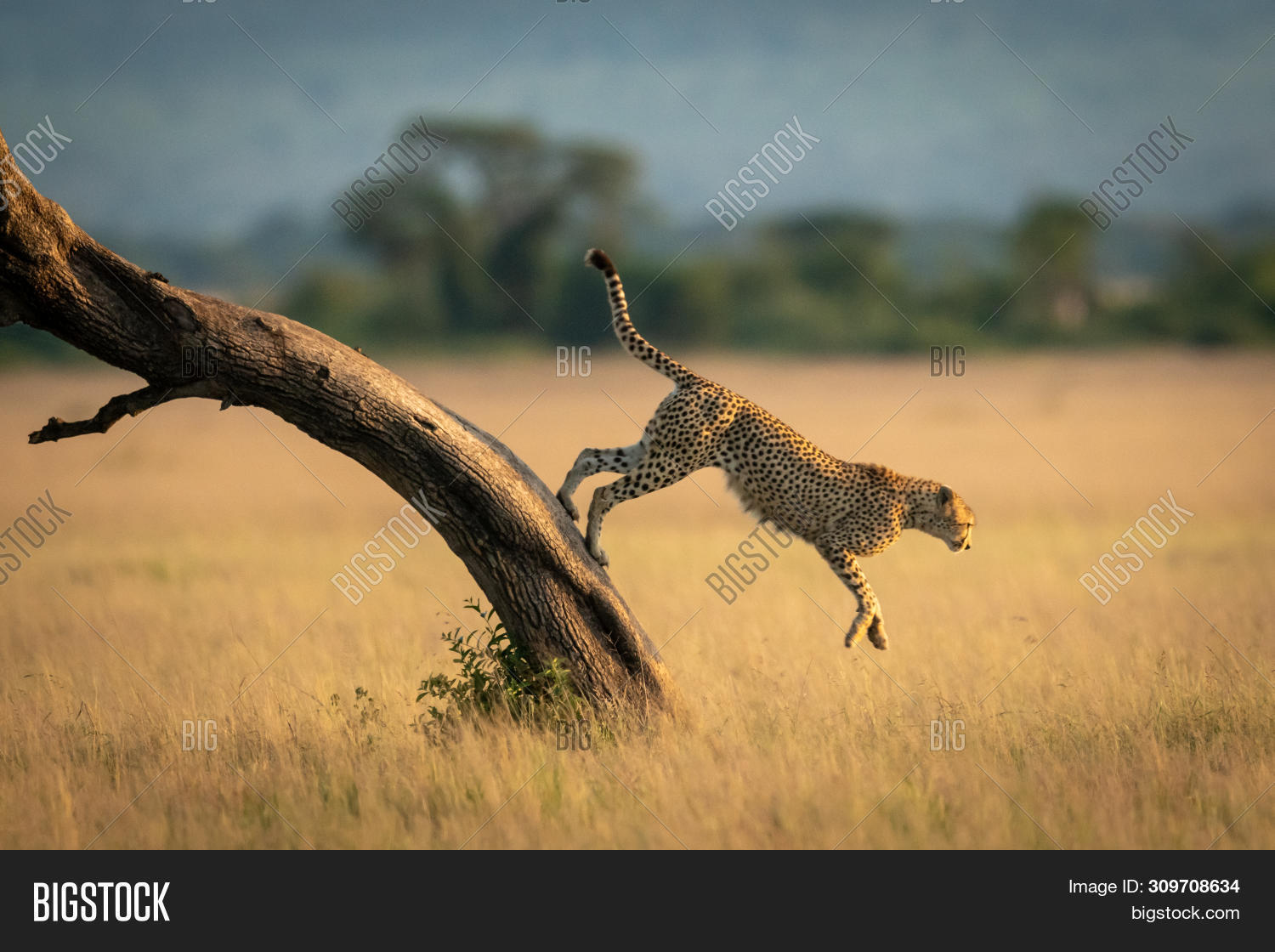 Male Cheetah Jumps Image & Photo (Free Trial) Bigstock