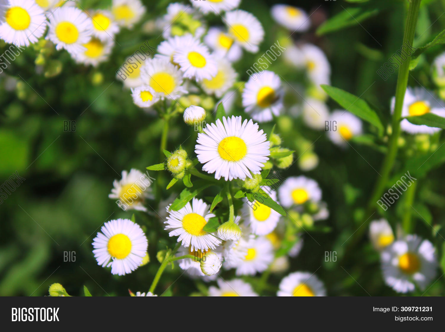 Flowering Daisies. Image & Photo (Free Trial) Bigstock