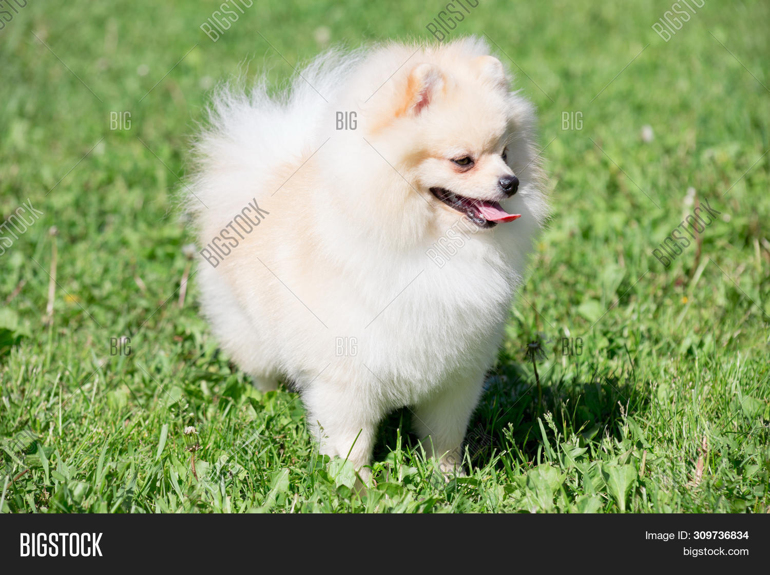 Cute Pomeranian Spitz Image Photo Free Trial Bigstock
