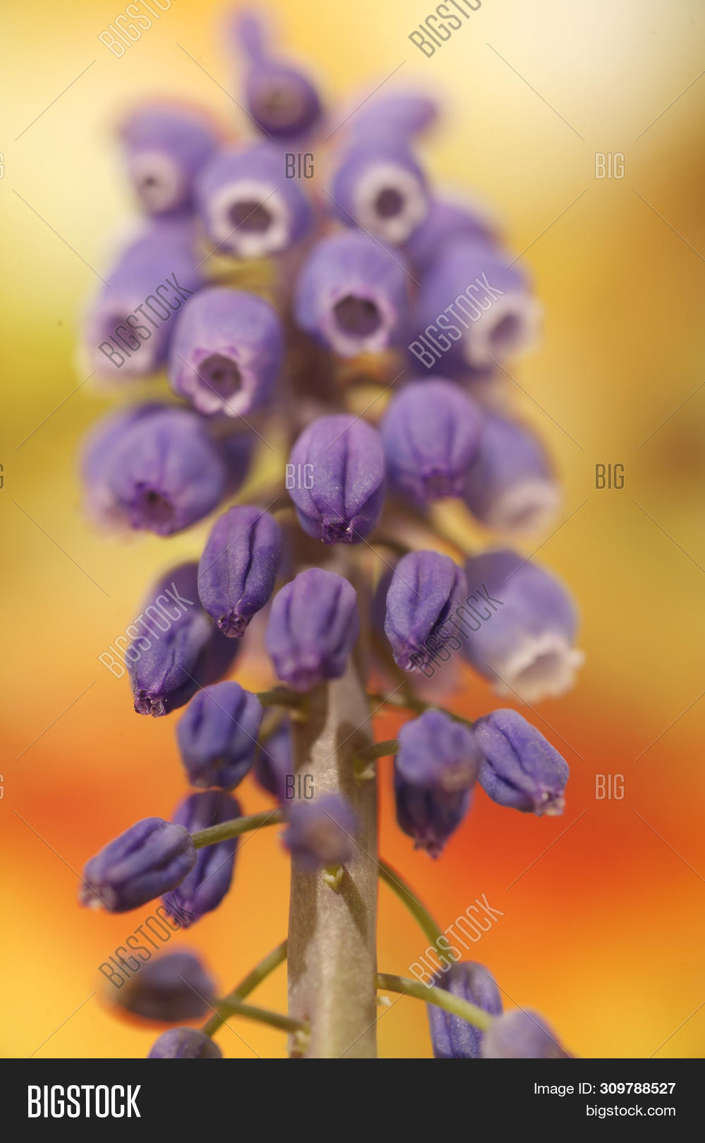 Wild Flower Grape Image & Photo (Free Trial) Bigstock