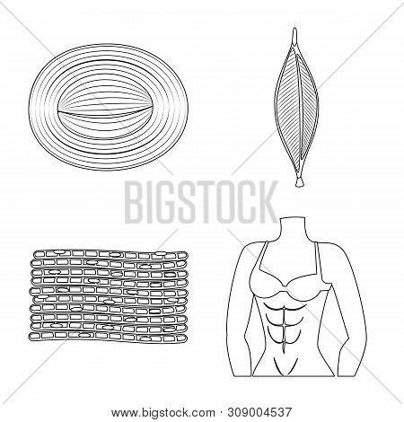 Vector Design Of Fiber And Muscular Icon. Set Of Fiber And Body Vector Icon For Stock.