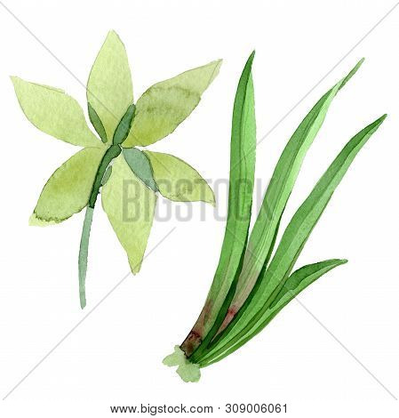 Amaryllis Floral Botanical Flowers. Watercolor Background Illustration Set. Isolated Amarillys Illus