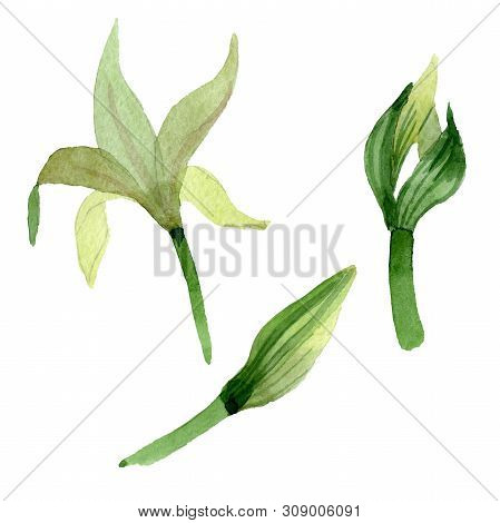 Amaryllis Floral Botanical Flowers. Watercolor Background Illustration Set. Isolated Amarillys Illus