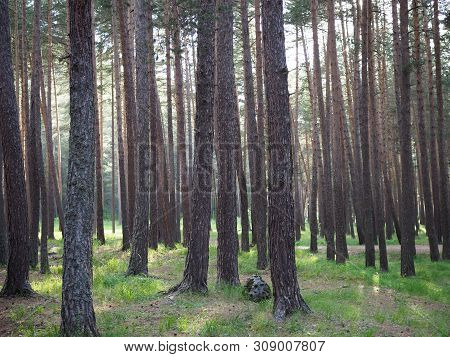 Pruce Forest, Pinery, Pine Forest, Pine Tree, Fairy Forest, Untouched Spruce Forest