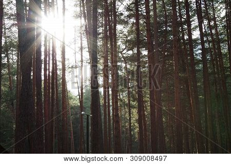 Pruce Forest, Pinery, Pine Forest, Pine Tree, Fairy Forest, Untouched Spruce Forest