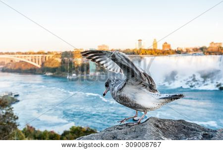 Young Seagull With Wings Extended Ready To Take Off From Rock With Niagara River In Background, At N