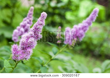 Closeup Of Flowering Willow-herb (spiraea Salicifolia) In The Garden