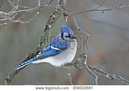 View Of A Blue Jay, Cyanocitta Cristata, Perched