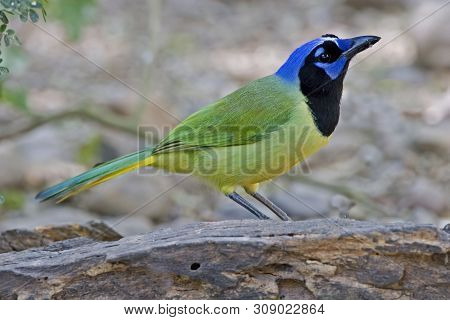 View Of A Beautiful Green Jay, Cyanocorax Yncas