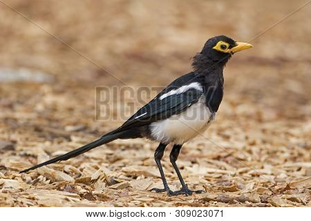 View Of A Yellow-billed Magpie, Pica Nuttalli, Standing
