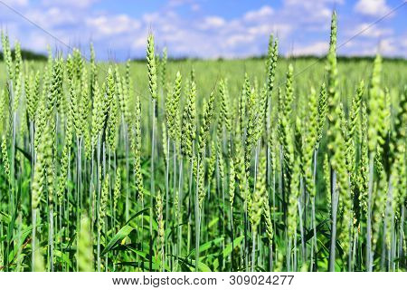 Green Field Of Young Wheat Sprouts Horrizon