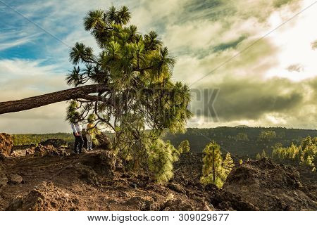 Mountains And Lava Fields Around Volcano Teide, Partly Covered By The Pine Tree Forest. Bright Blue