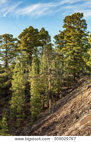Mountains And Lava Fields Around Volcano Teide, Partly Covered By The Pine Tree Forest. Bright Blue