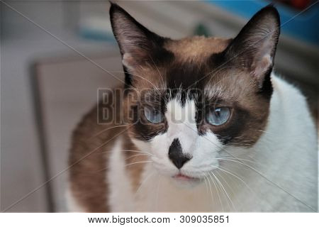 A Blue Eyed Cat, With Brown, Black And White Fur.