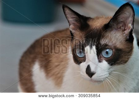 A Cat With Blue Eyes And White And Brown Fur.