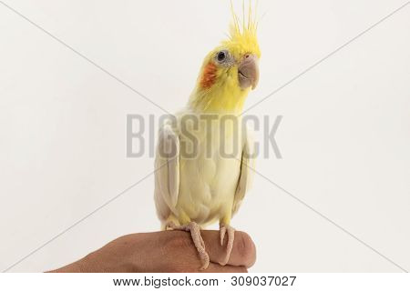 Yellow-white Corella Lutino, Sitting On His Hand, Looks Up, On A White Background For Any Purpose