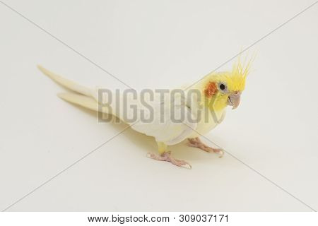 Yellow-white Corella Lutino, During Molting, Sits On A White Background For Any Purpose