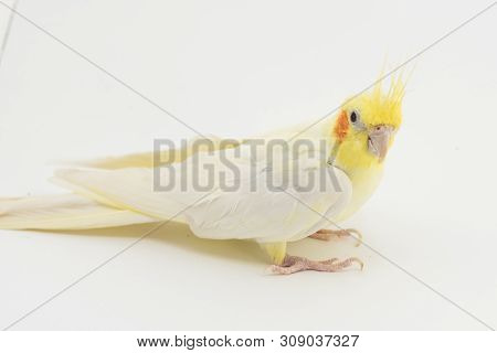 Yellow-white Corella Lutino, During Molting, Sits On A White Background For Any Purpose