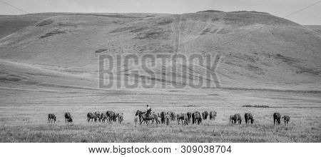 Herd Of Horses With Shepherd On A Green Meadow. Horse Farm Pasture With Mare And Foal. Summer Day La