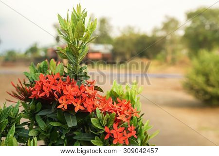Red Rauvolfia Serpentine Flower Bloom In Summer