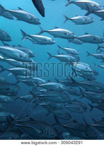 Closeup With School Of Black Jack, Black Trevally, Black Kingfish, Coal Fish Or Black Ulua During A 