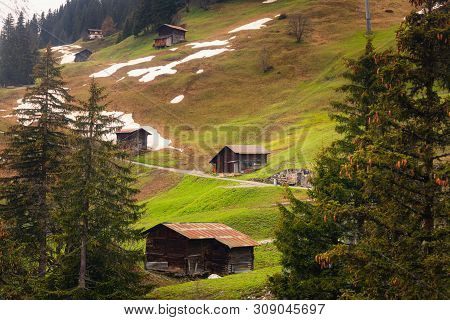 Landscape Natural of Countryside Scenery With Cattle Cow at Mountain Alpine, Switzerland., Nature Scenic in Upcountry and Agriculture With Livestock Farm, Eco Culture of Swiss Mount Farming.
